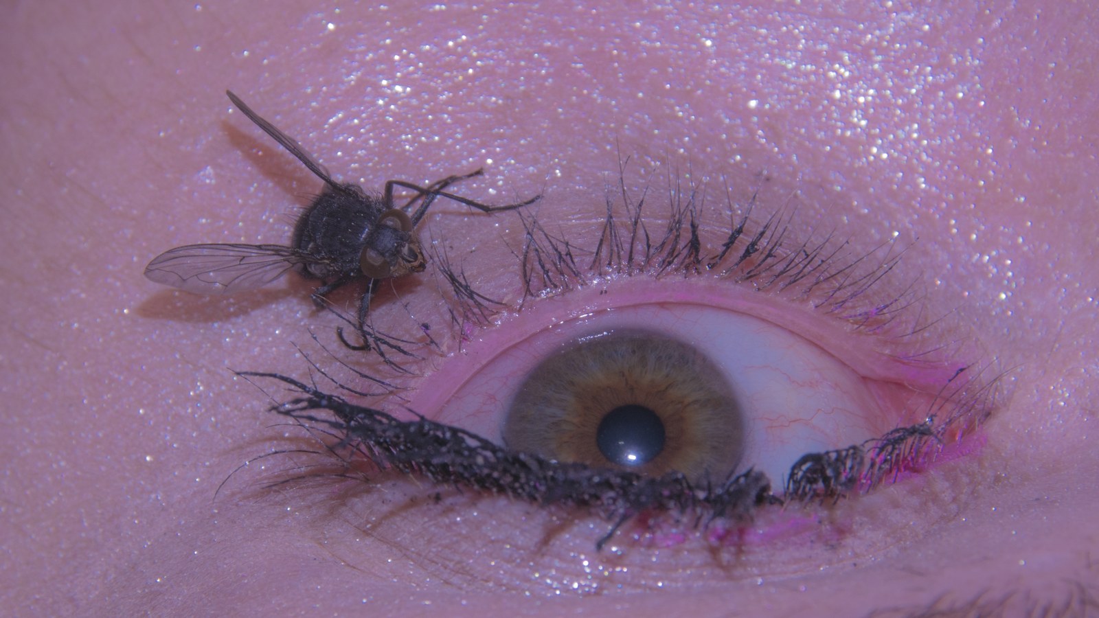 Dernier printemps des insectes